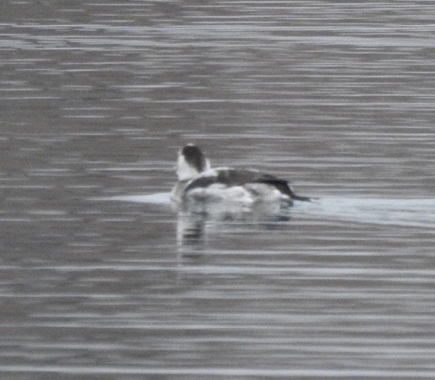 Long-tailed Duck - Susan Potter