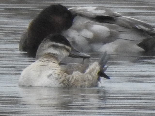 Ruddy Duck - ML188590691