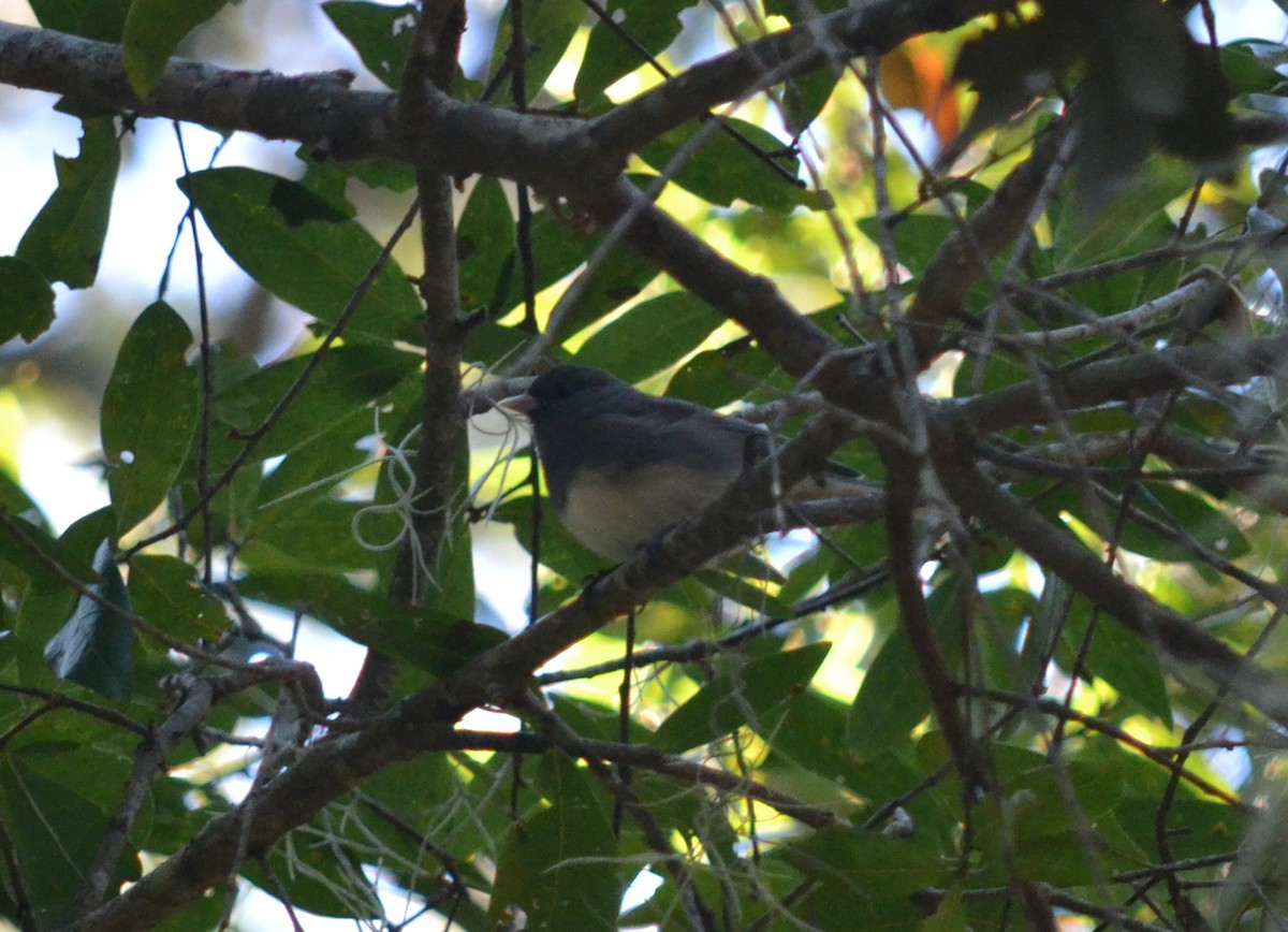 Junco ardoisé - ML188591951