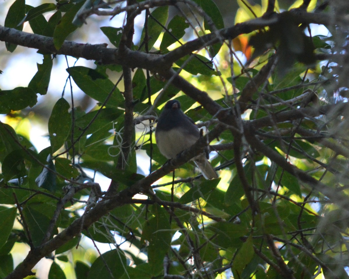 Dark-eyed Junco - ML188592011