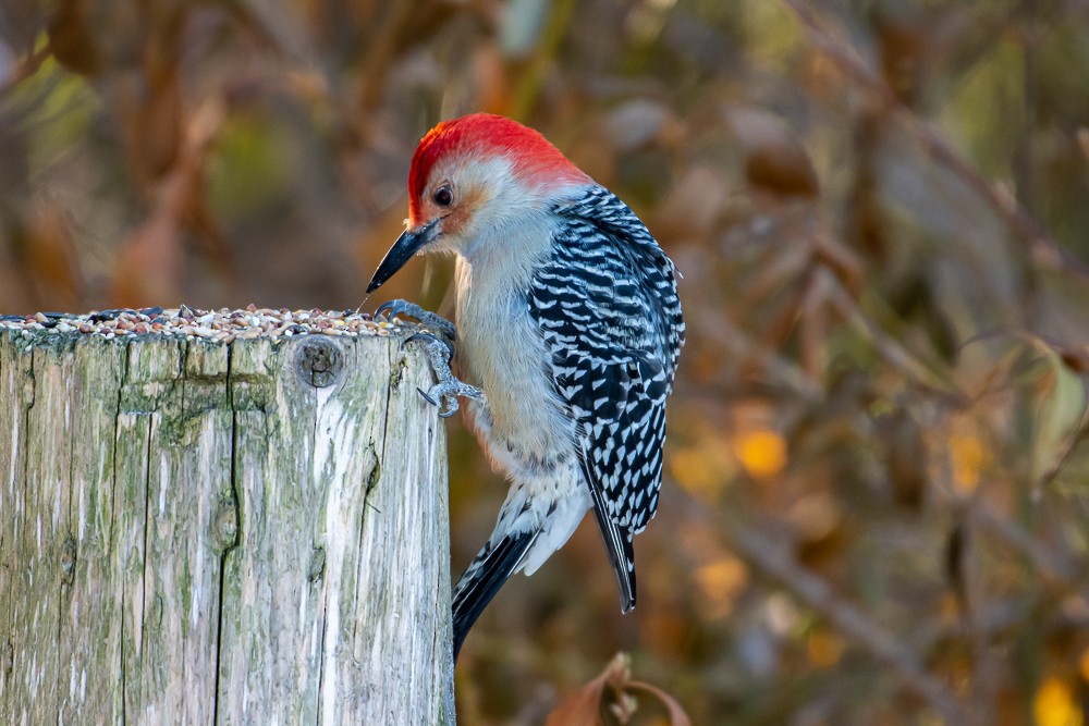 Red-bellied Woodpecker - Alex G.