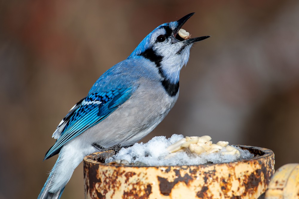 Blue Jay - Alex G.