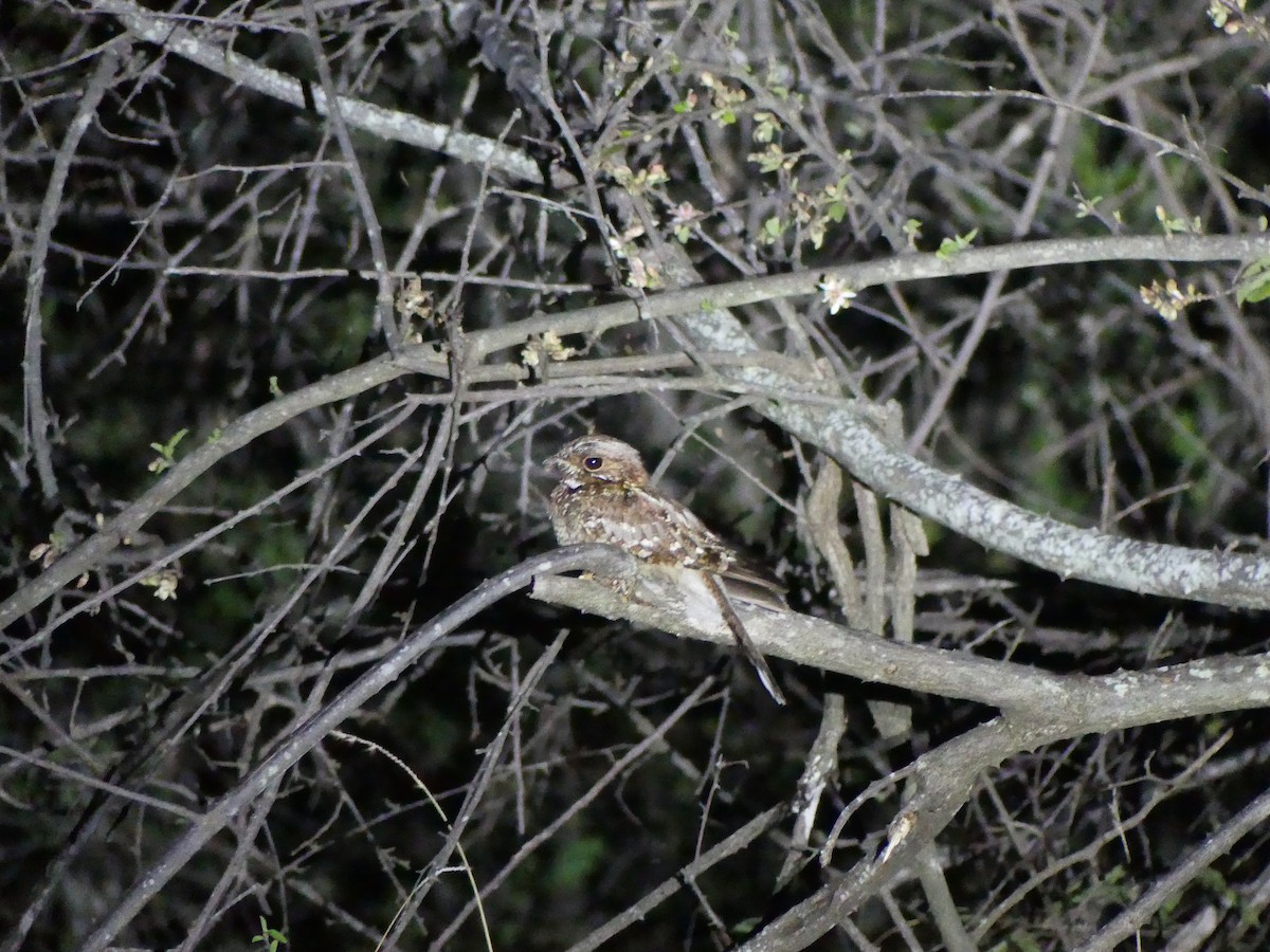 Donaldson Smith's Nightjar - ML188593291