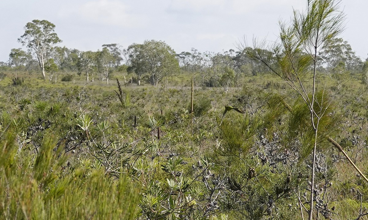 Ground Parrot - ML188593871