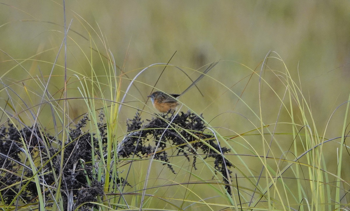 Southern Emuwren - ML188594001