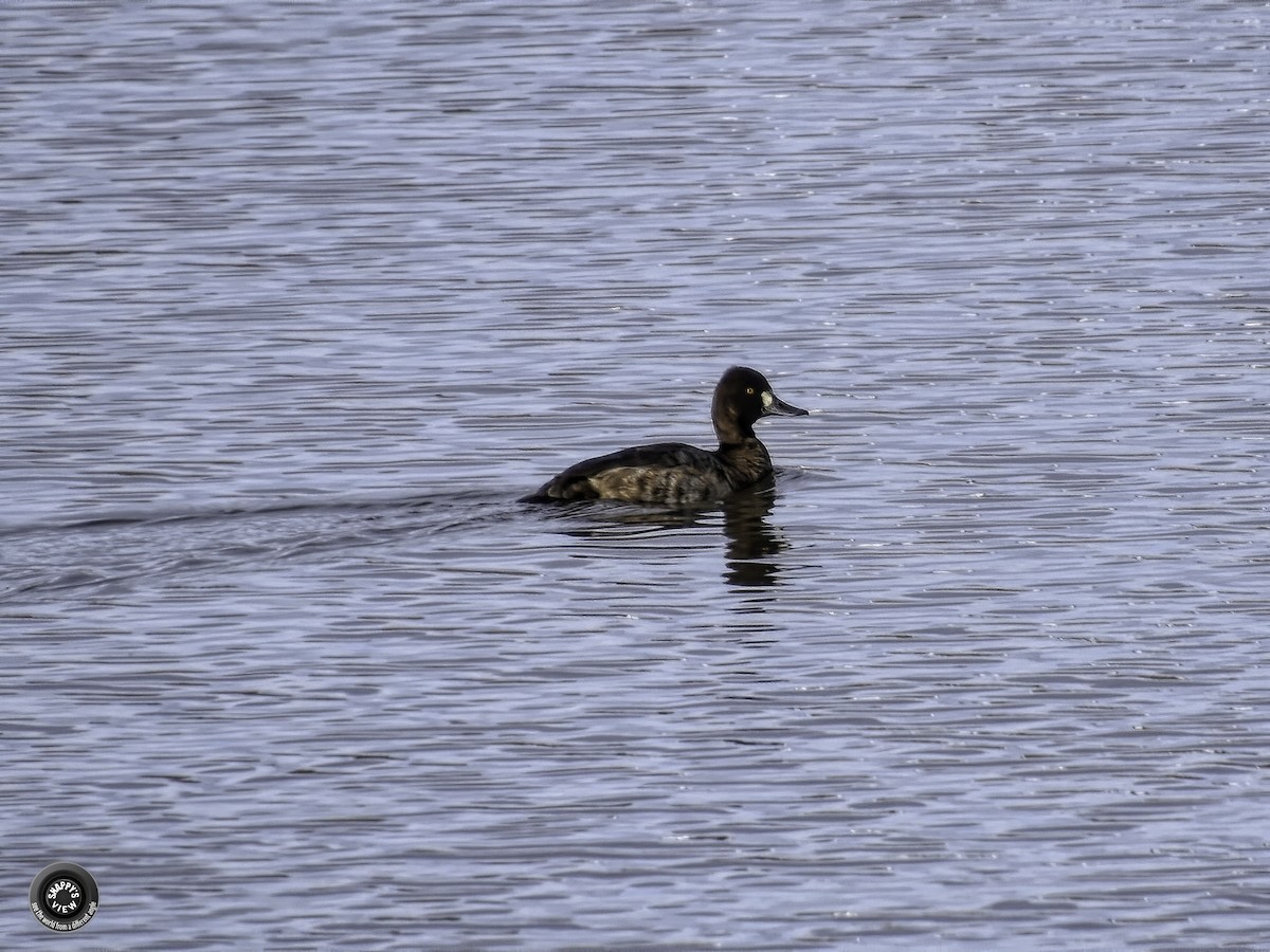 Greater/Lesser Scaup - Snappy's View