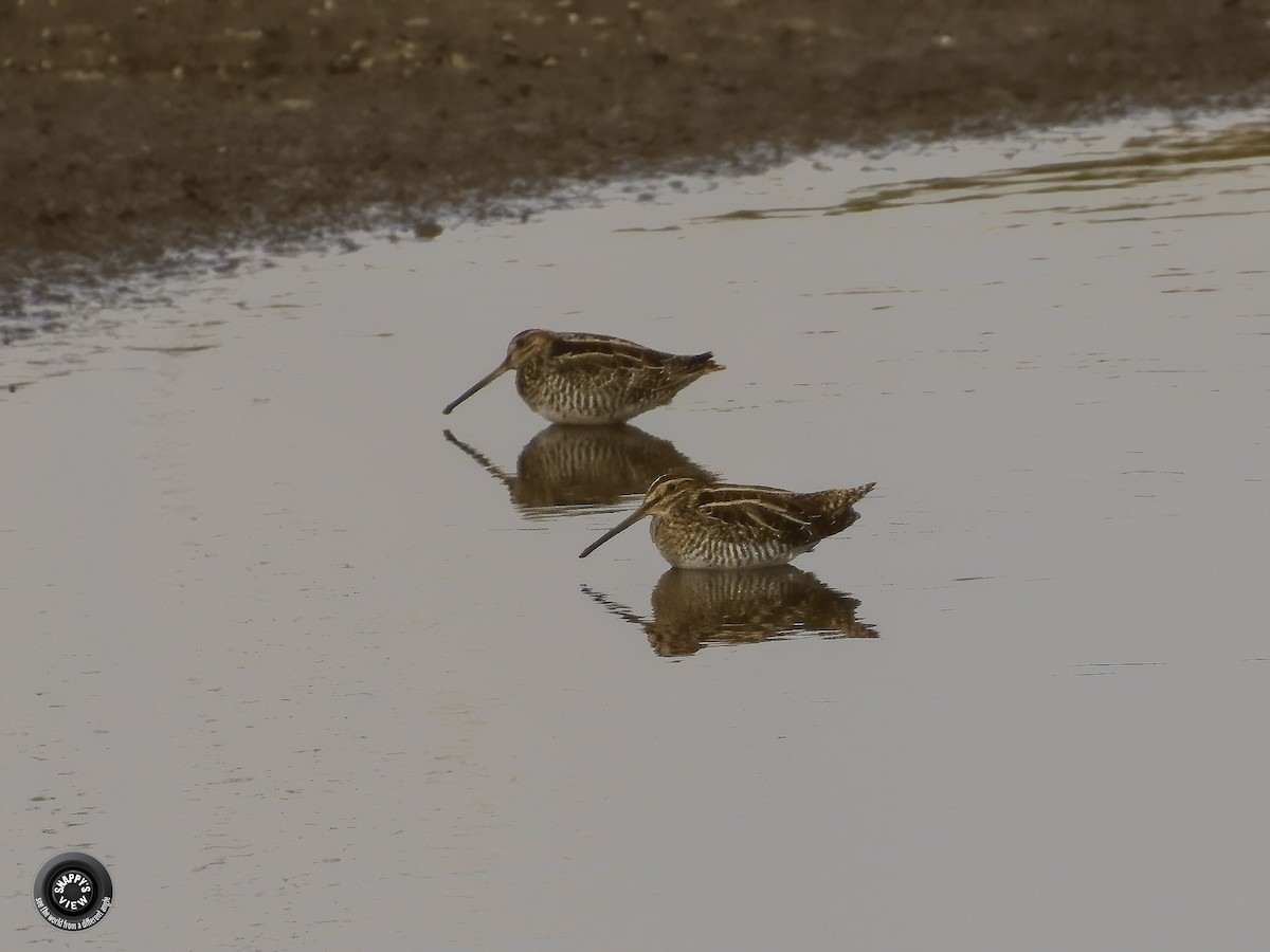 Wilson's Snipe - Snappy's View