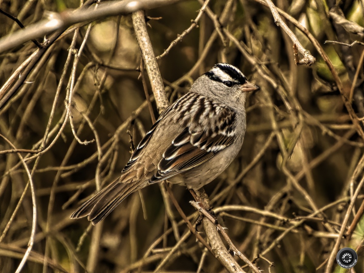 White-crowned Sparrow - Snappy's View