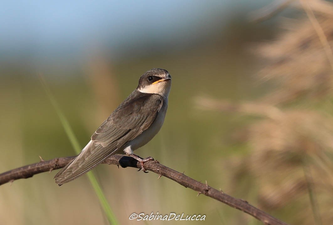 White-rumped Swallow - ML188595781