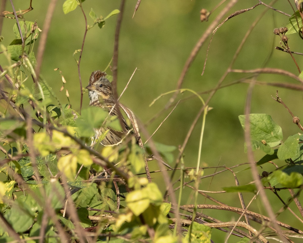 Lincoln's Sparrow - ML188596561