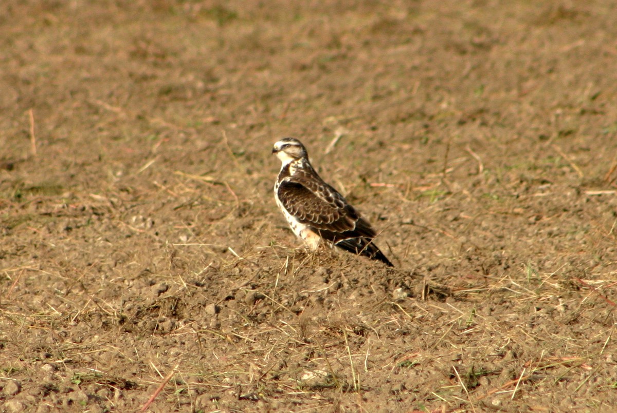 Swainson's Hawk - ML188597151