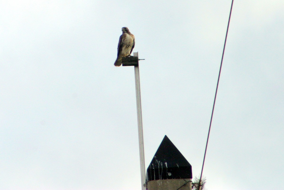 Red-tailed Hawk - ML188597311