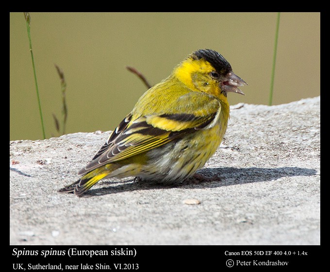 Eurasian Siskin - ML188598431