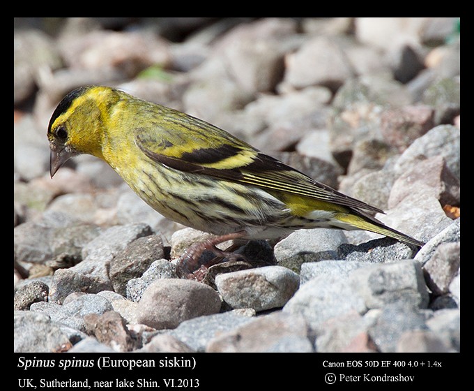 Eurasian Siskin - ML188598441