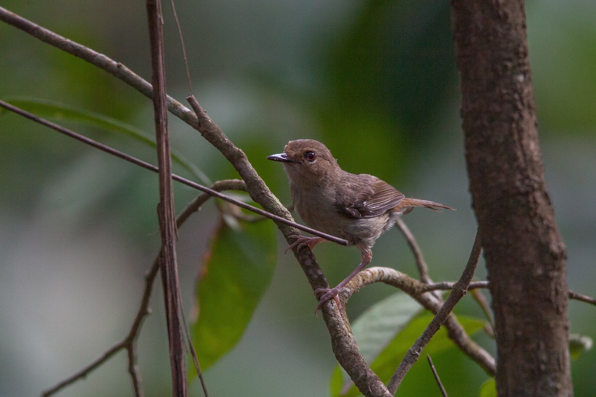 Tropical Scrubwren - ML188598671