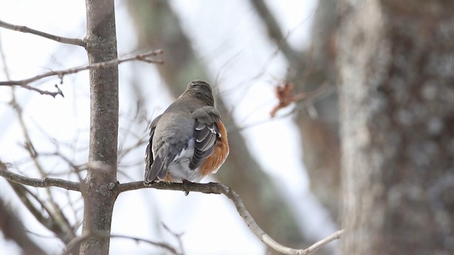 American Robin - ML188598681