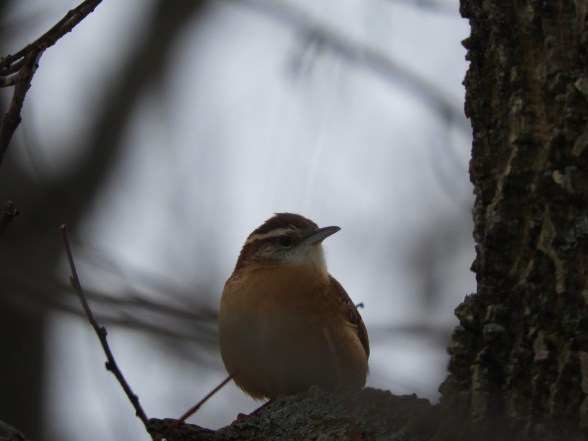 Carolina Wren - ML188599141