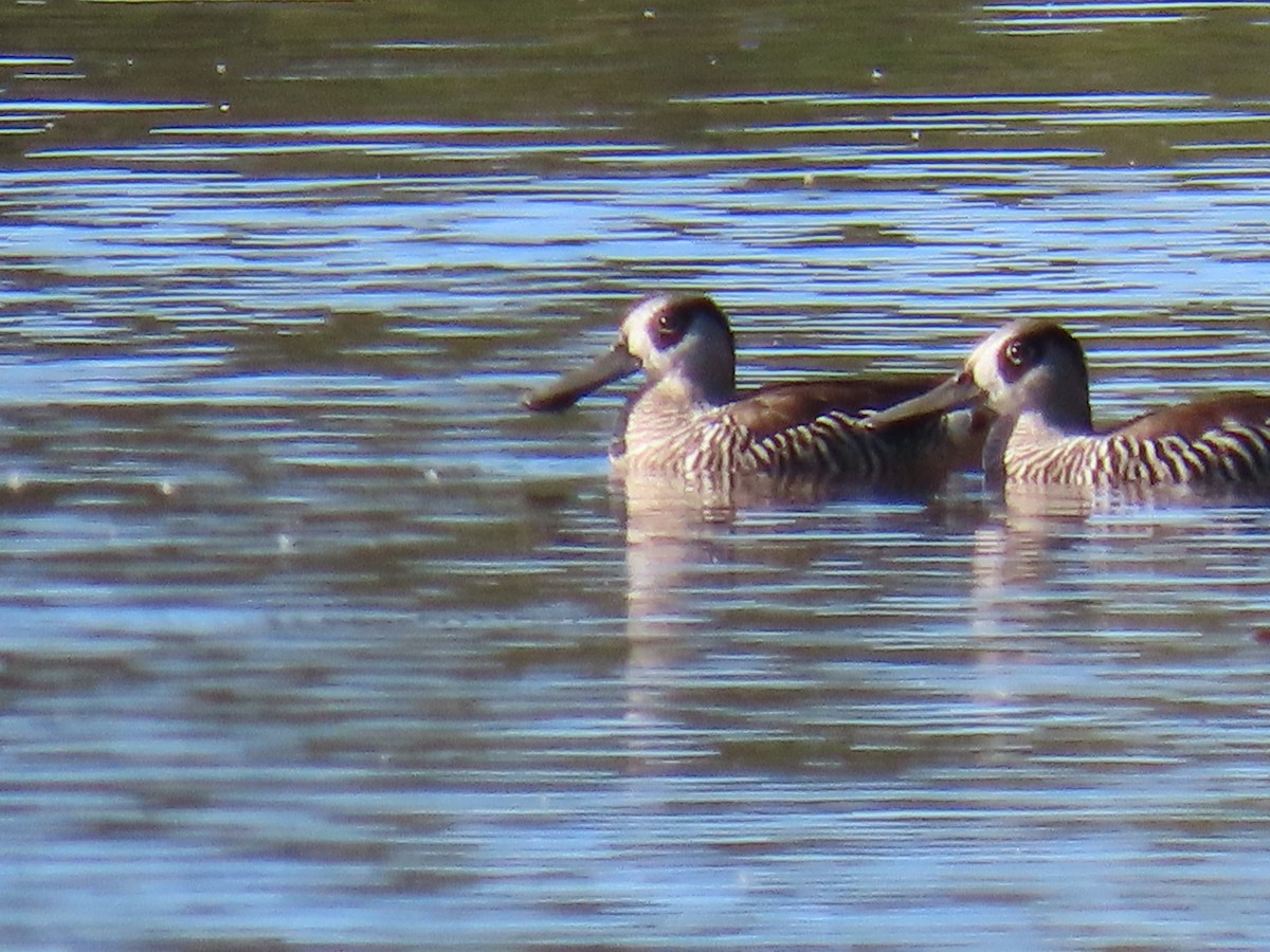 Pink-eared Duck - Jim Frank