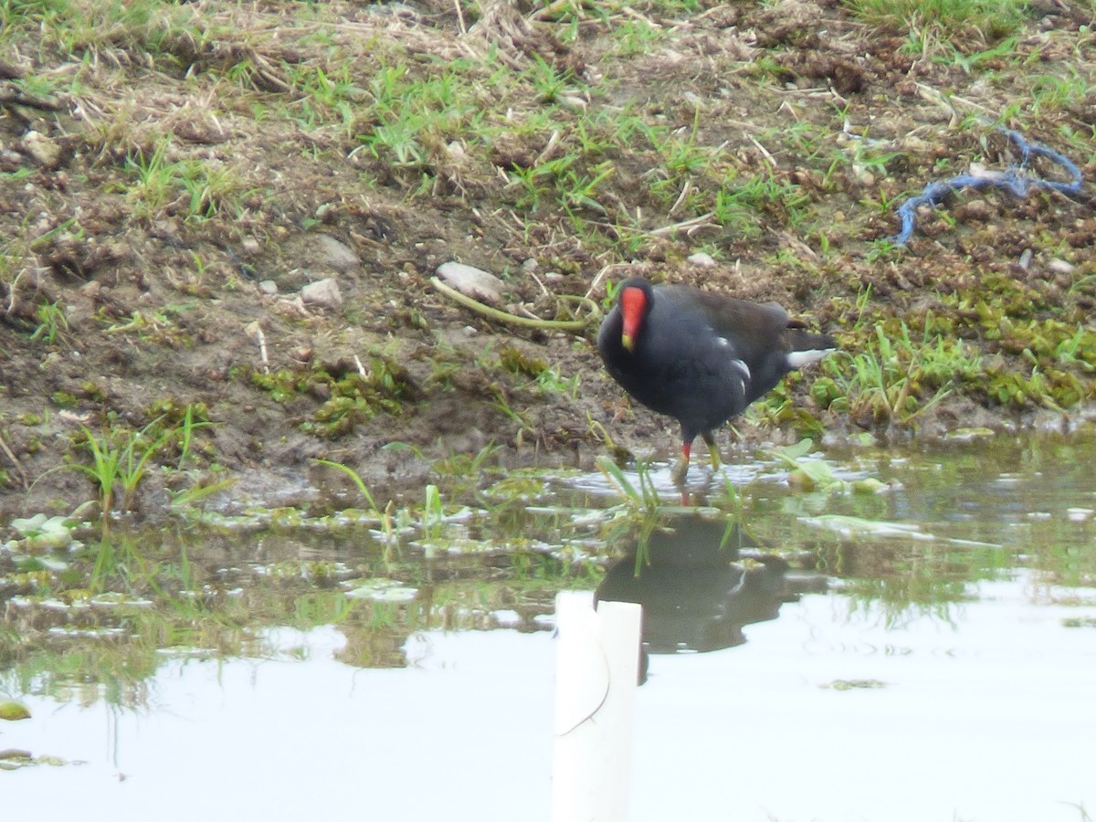 Common Gallinule - ML188602011