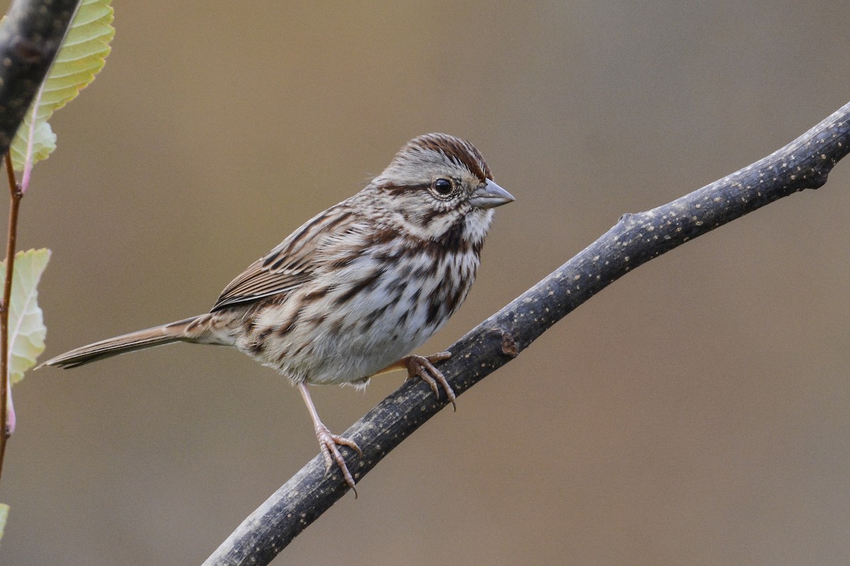 Song Sparrow (melodia/atlantica) - ML188604811