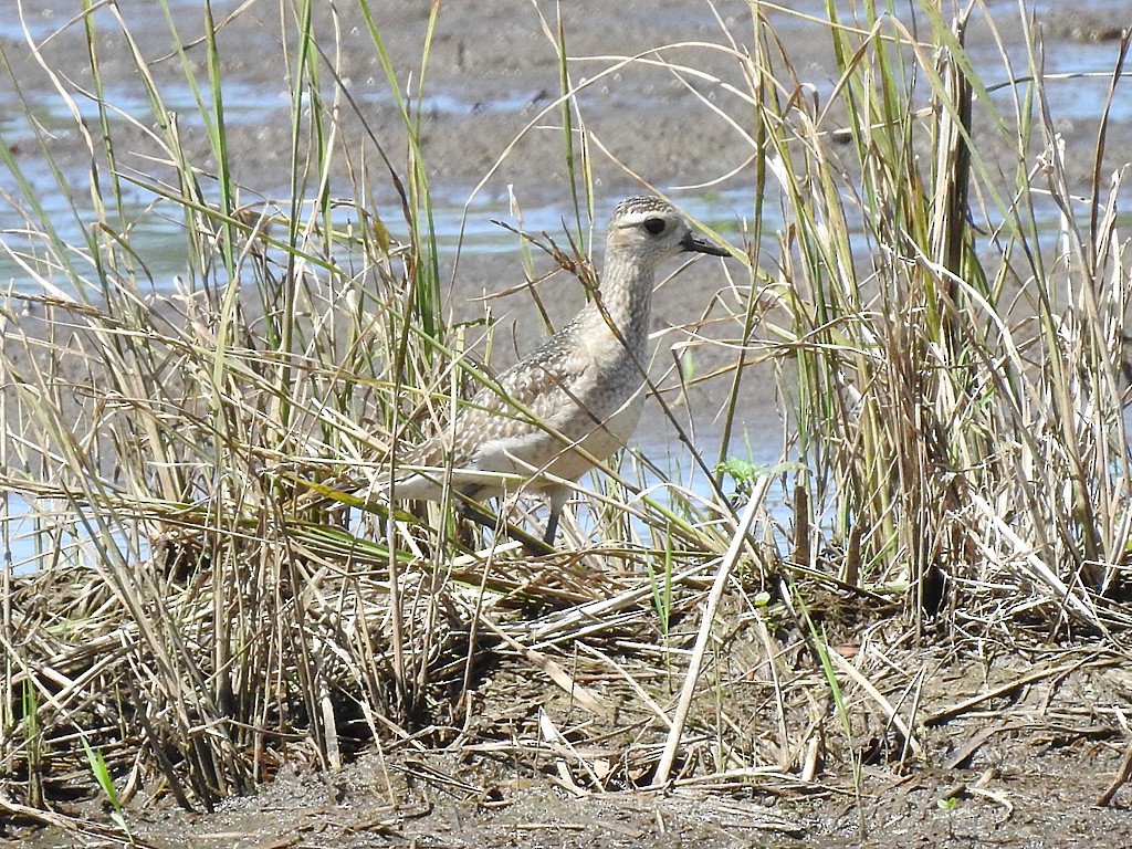 American Golden-Plover - Richard Garrigues