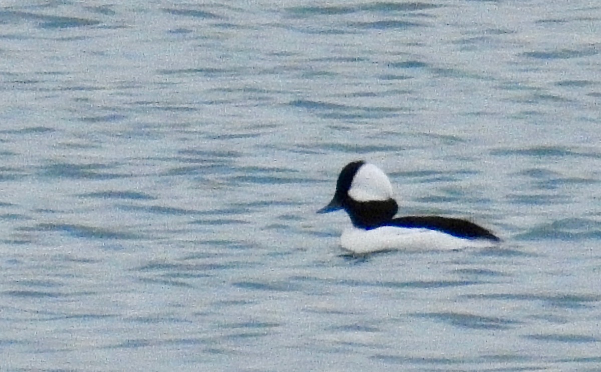 Bufflehead - Kaye Fenlon