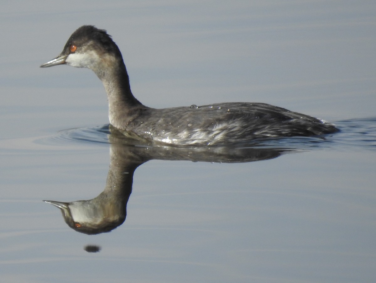 Eared Grebe - Mike Thelen