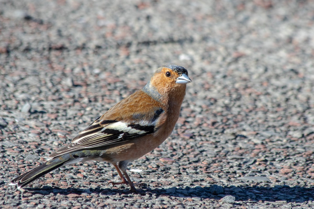 Common Chaffinch - André  Zambolli