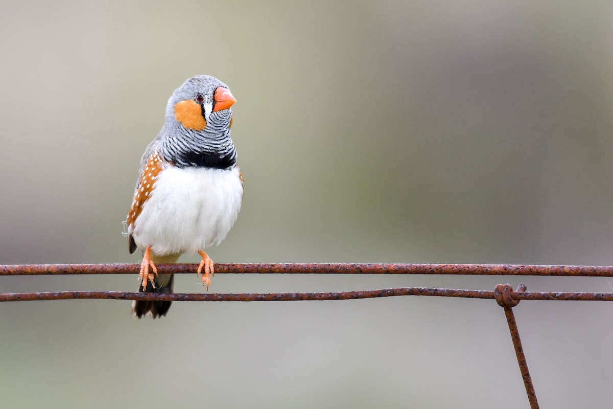 Zebra Finch - ML188609611