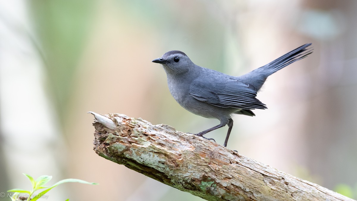 Gray Catbird - Mathurin Malby