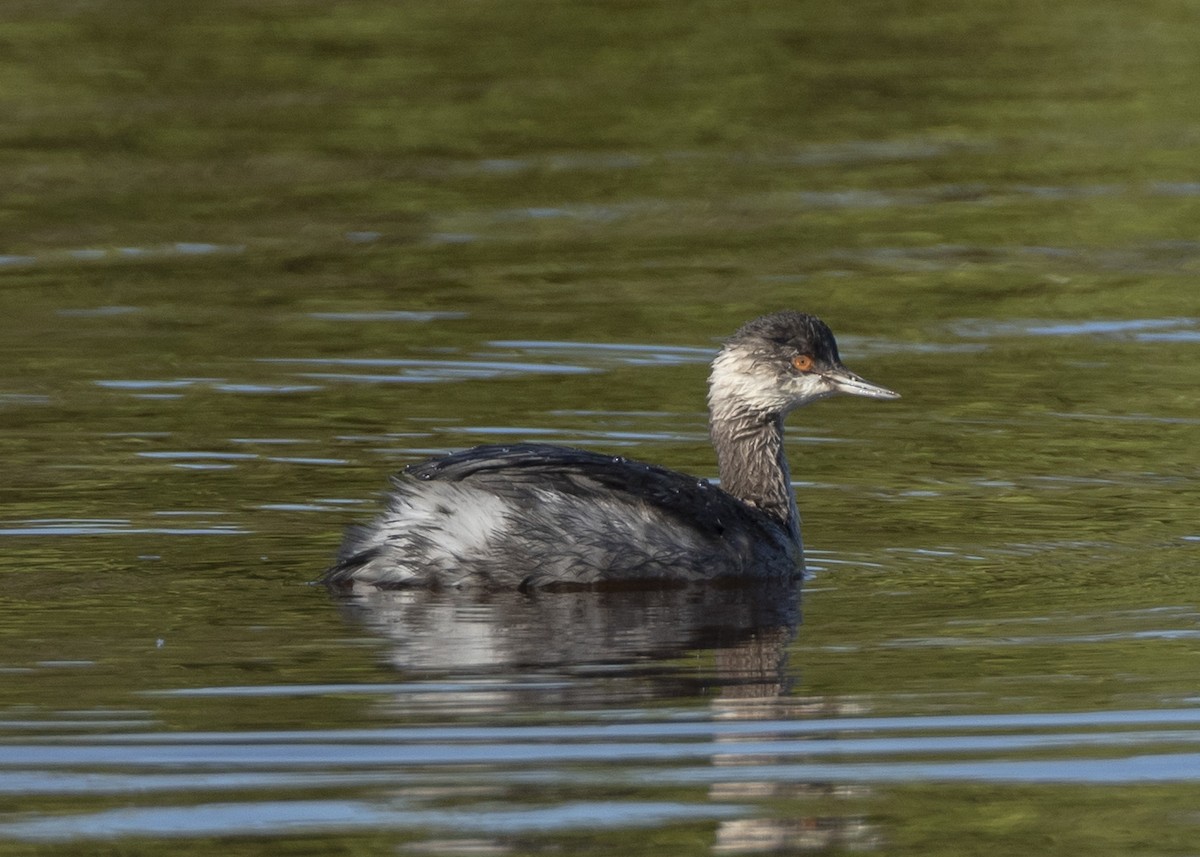 Eared Grebe - ML188611291