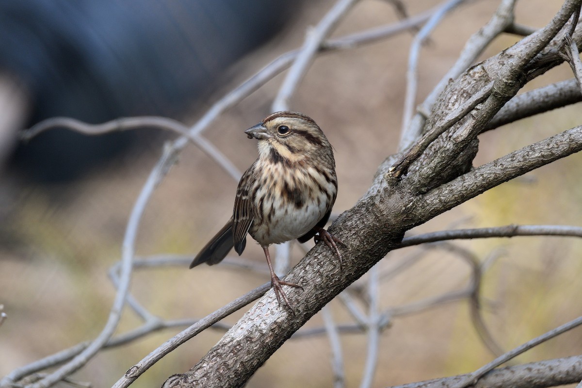 Song Sparrow - ML188612141