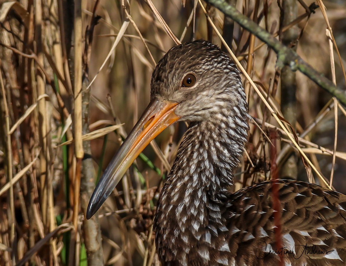 Limpkin - Christine Andrews