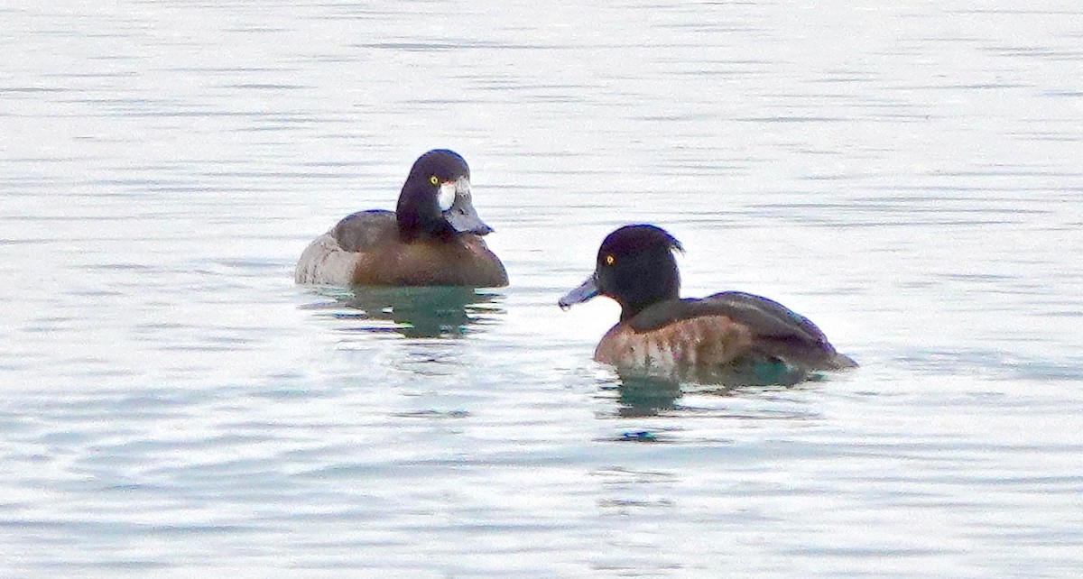 Tufted Duck - Kaye Fenlon