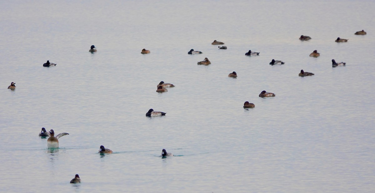 Greater/Lesser Scaup - Kaye Fenlon