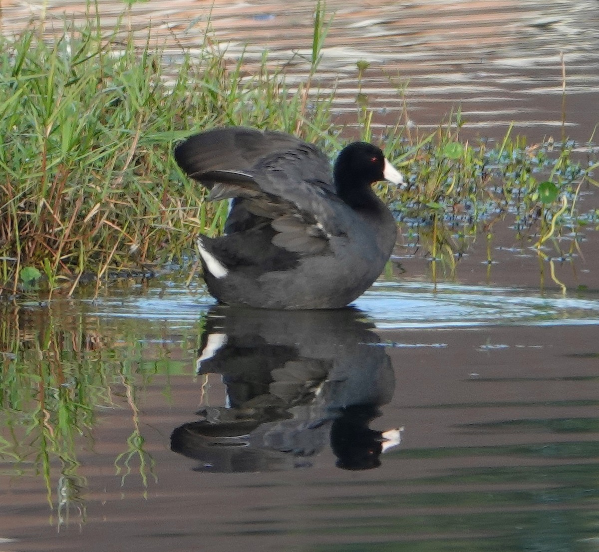 American Coot - ML188614541