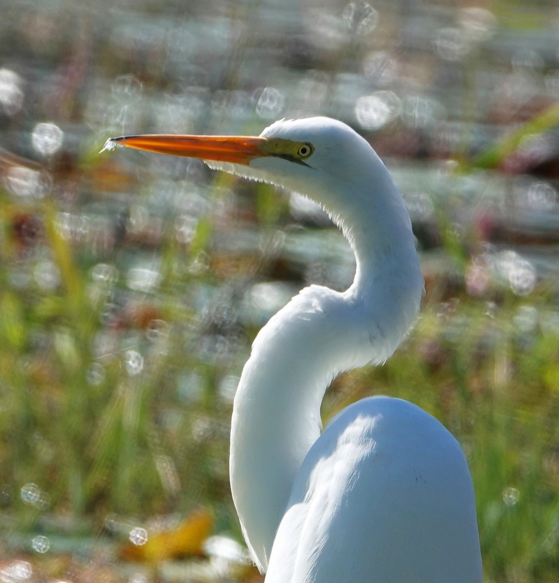 Great Egret - Kathie Rosse