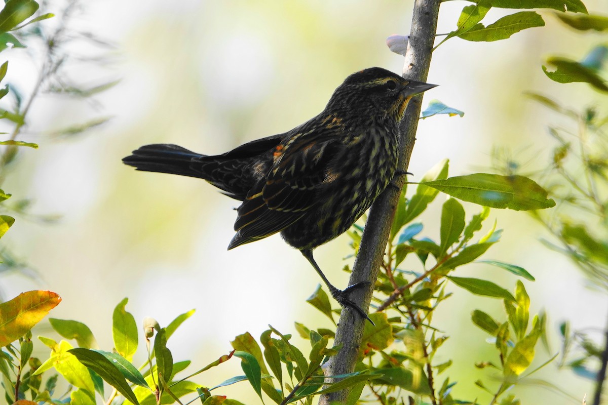 Red-winged Blackbird - ML188616001