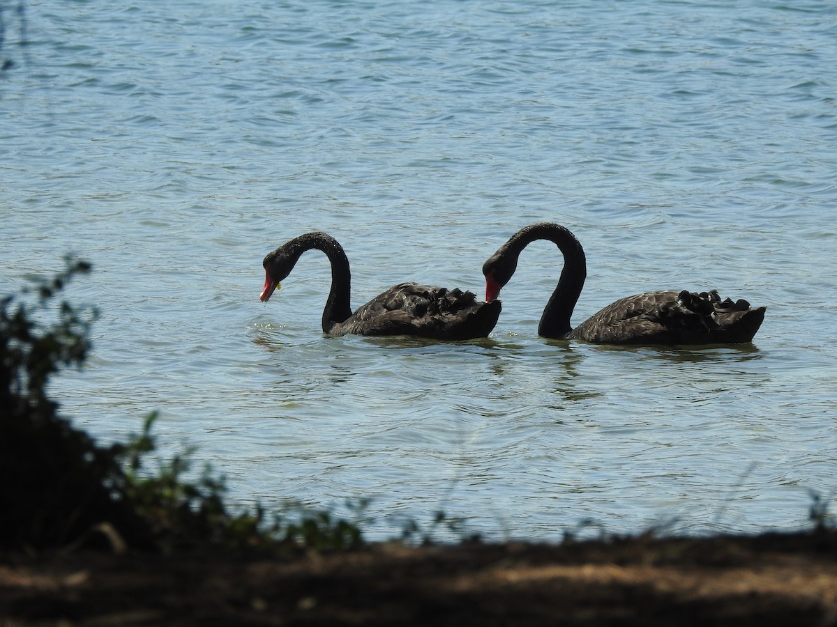 Black Swan - David Eddington
