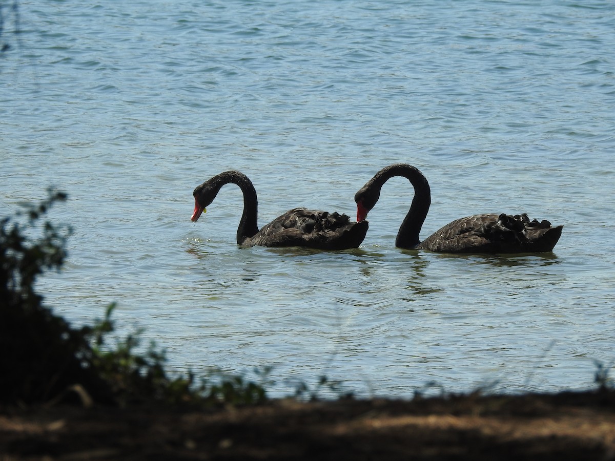 Cygne noir - ML188617621