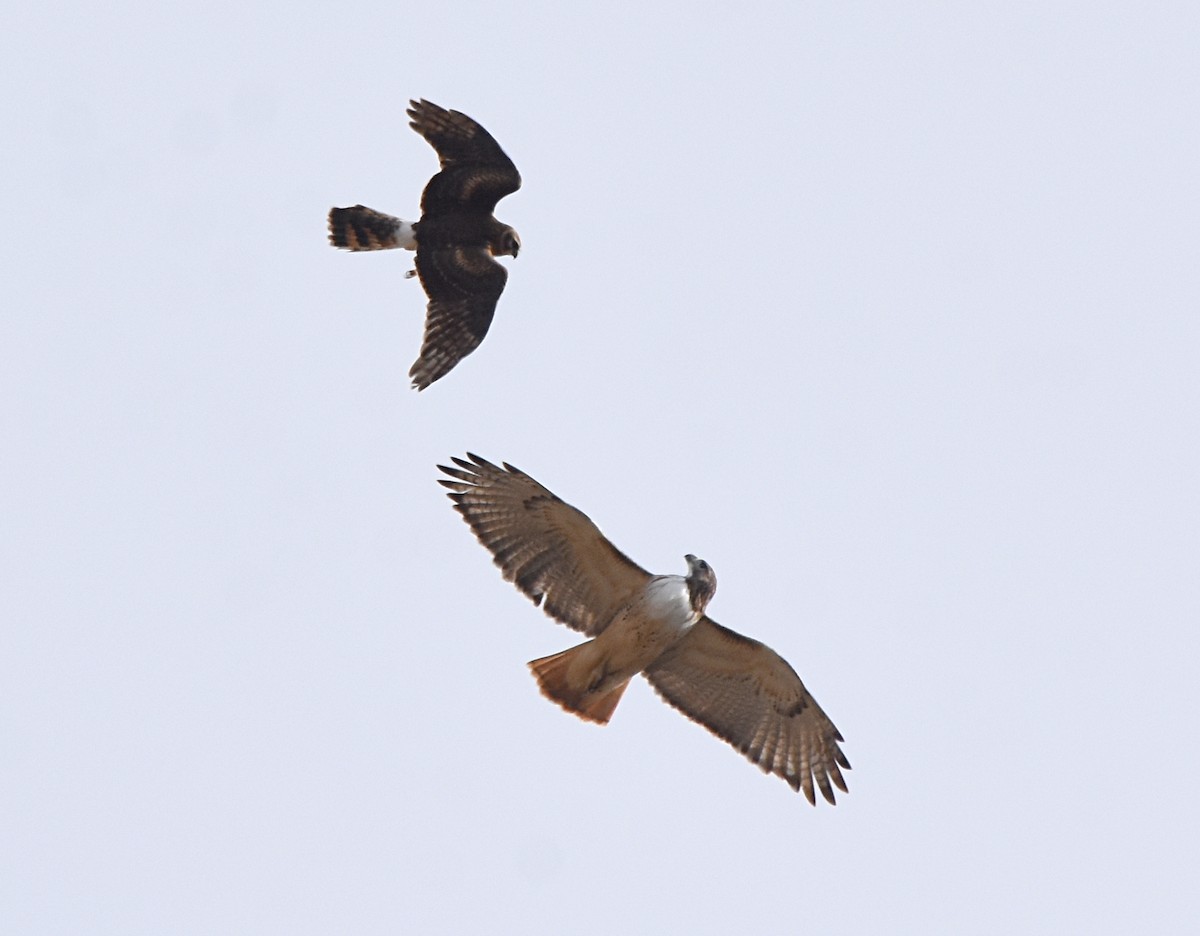 Northern Harrier - Glenn Wyatt