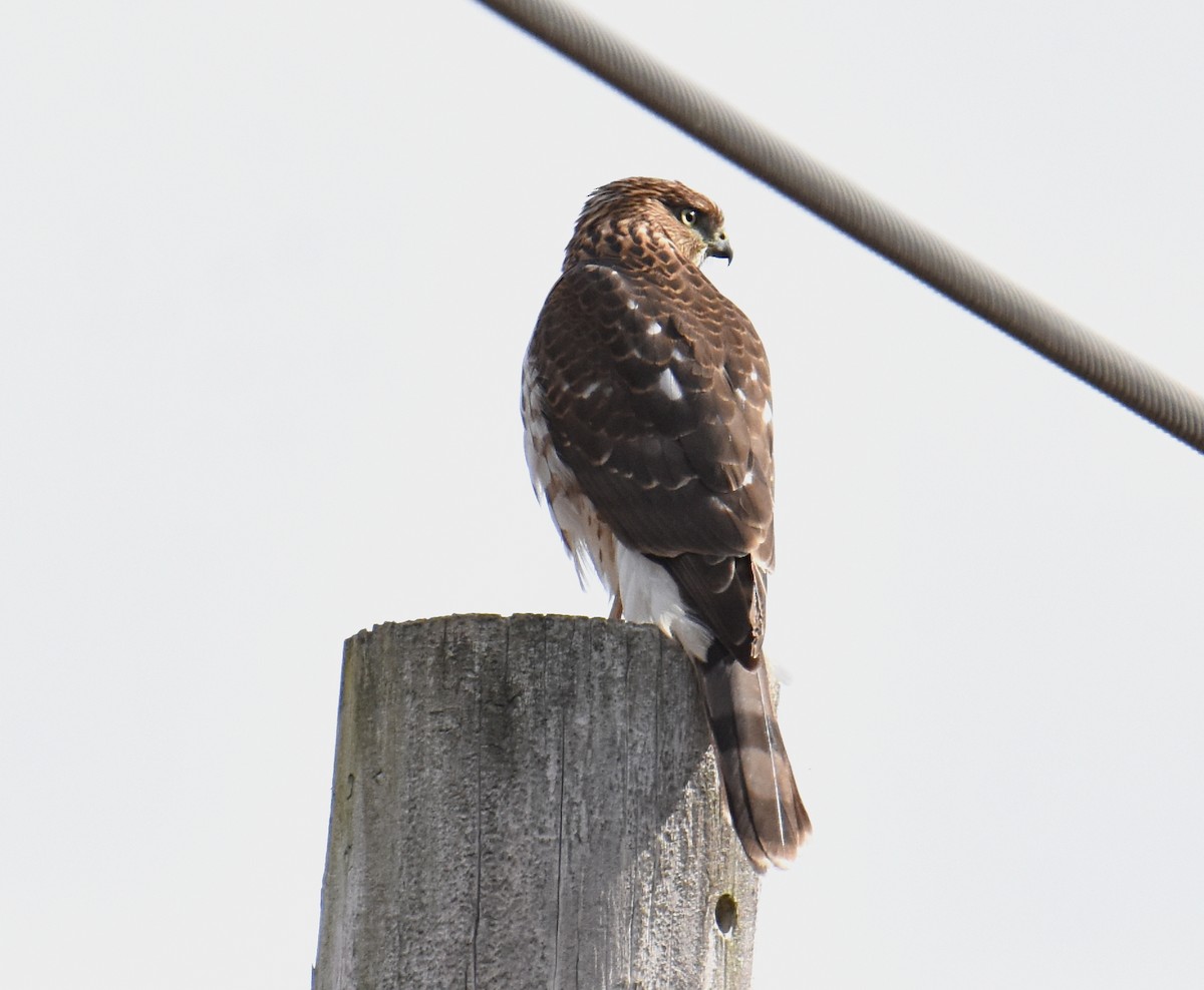 Cooper's Hawk - ML188618001