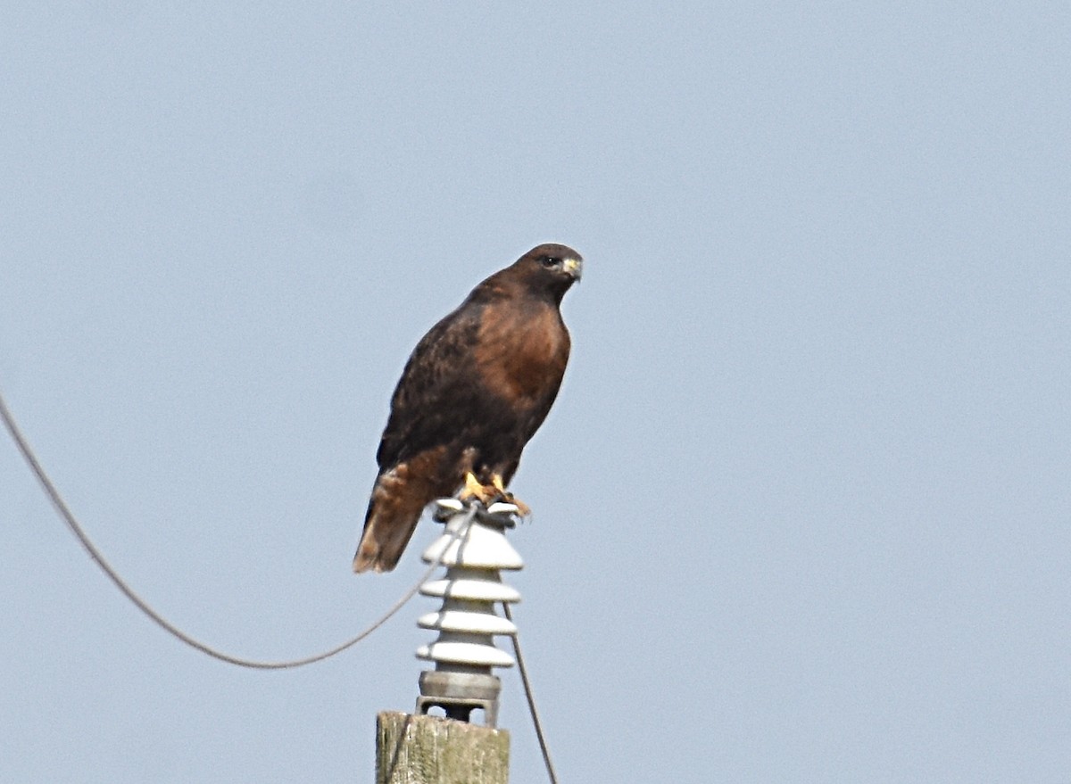 Red-tailed Hawk (calurus/abieticola) - Glenn Wyatt