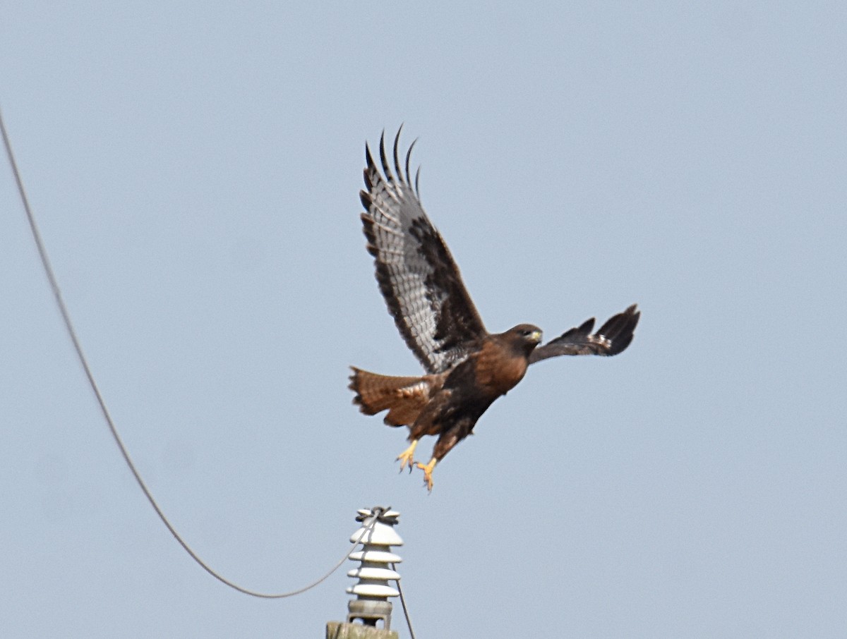 Red-tailed Hawk (calurus/abieticola) - ML188618031