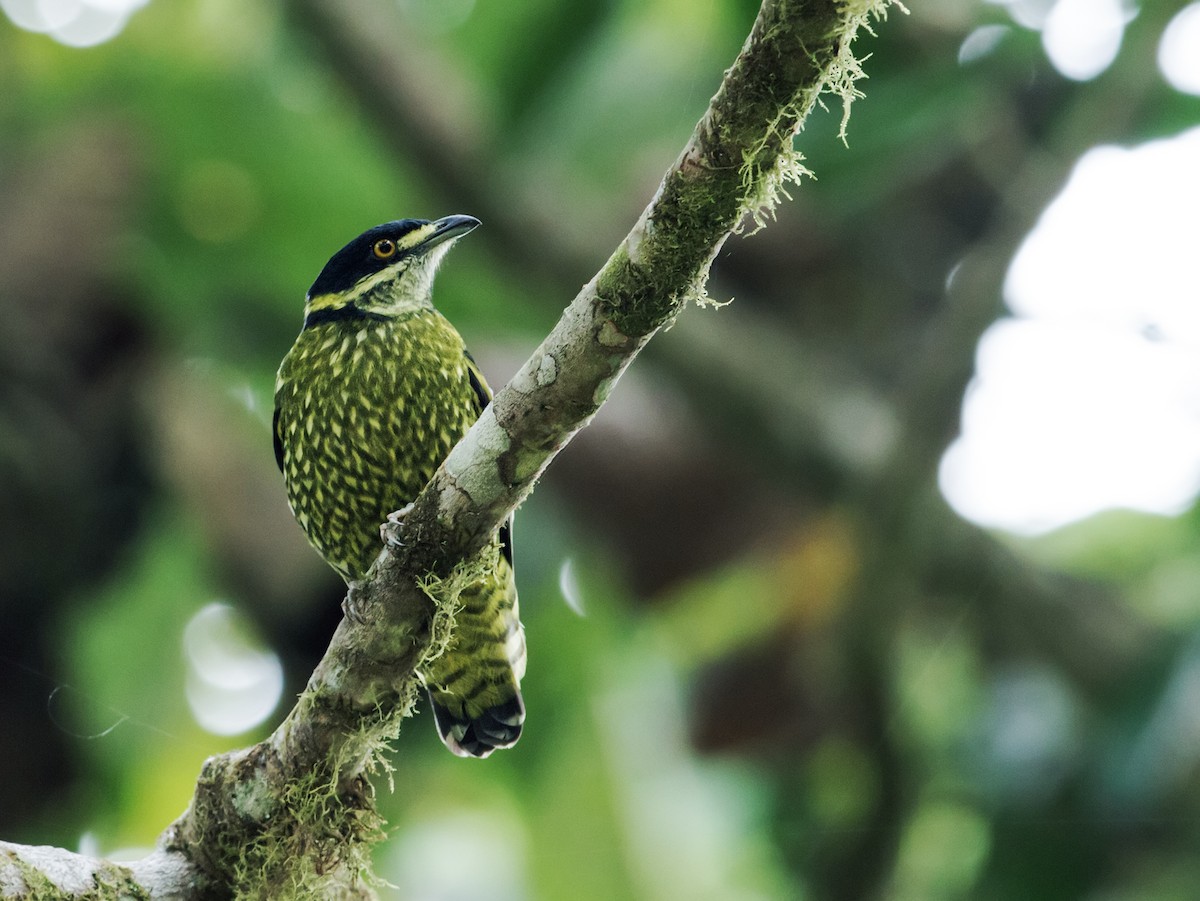 Cotinga écaillé - ML188619371