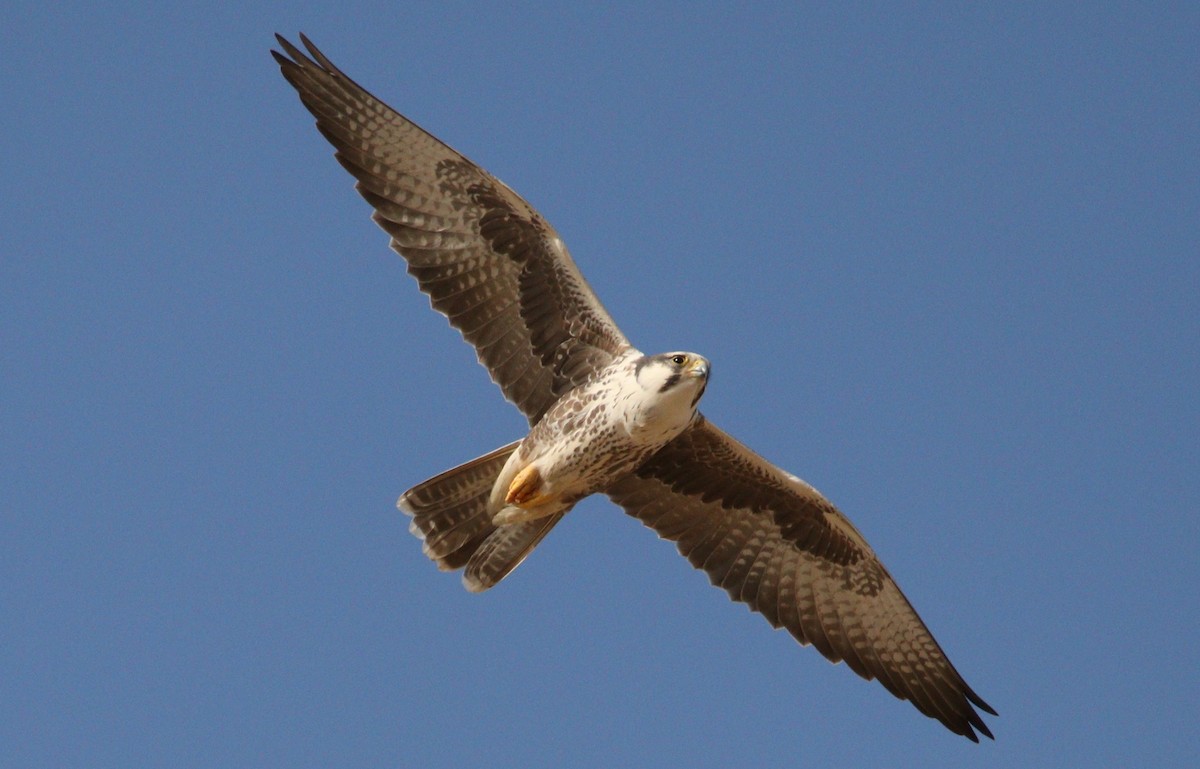 Falco laggar - ML188621571