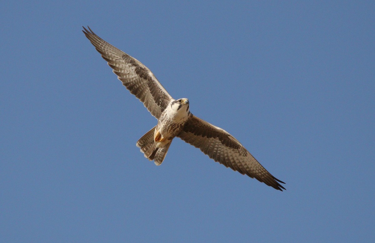 Falco laggar - ML188621581