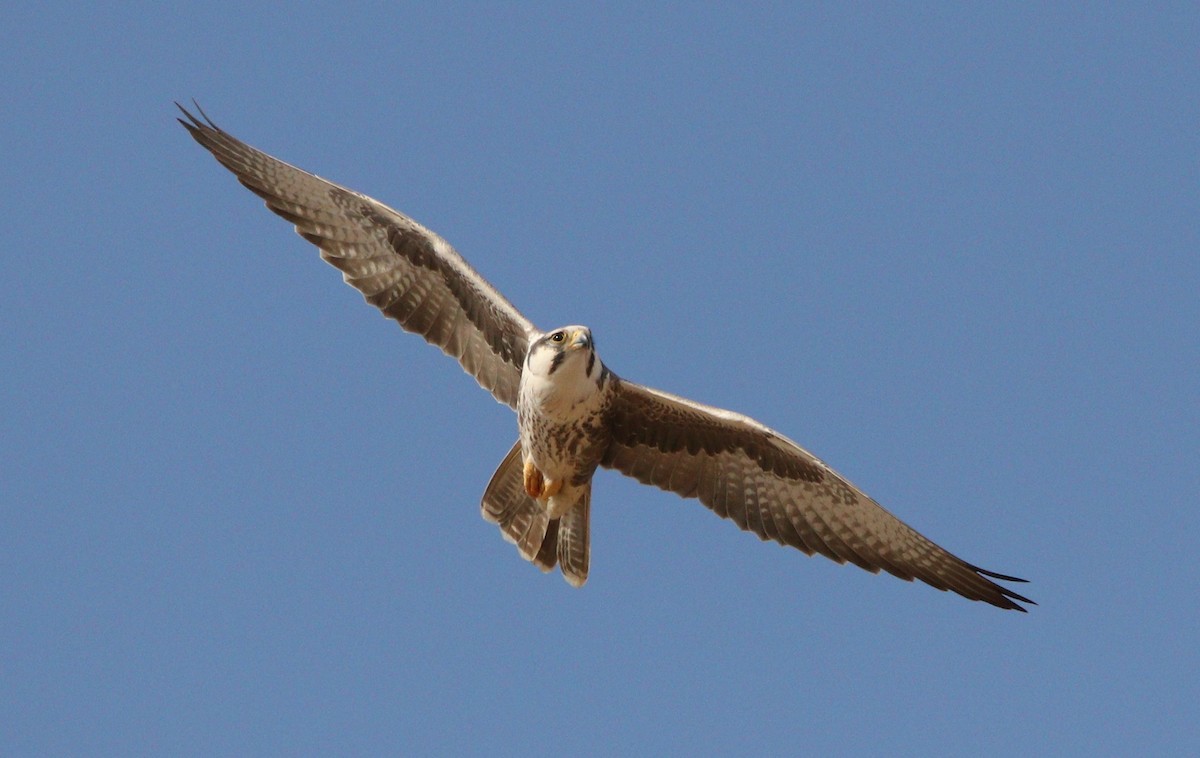 Falco laggar - ML188621851