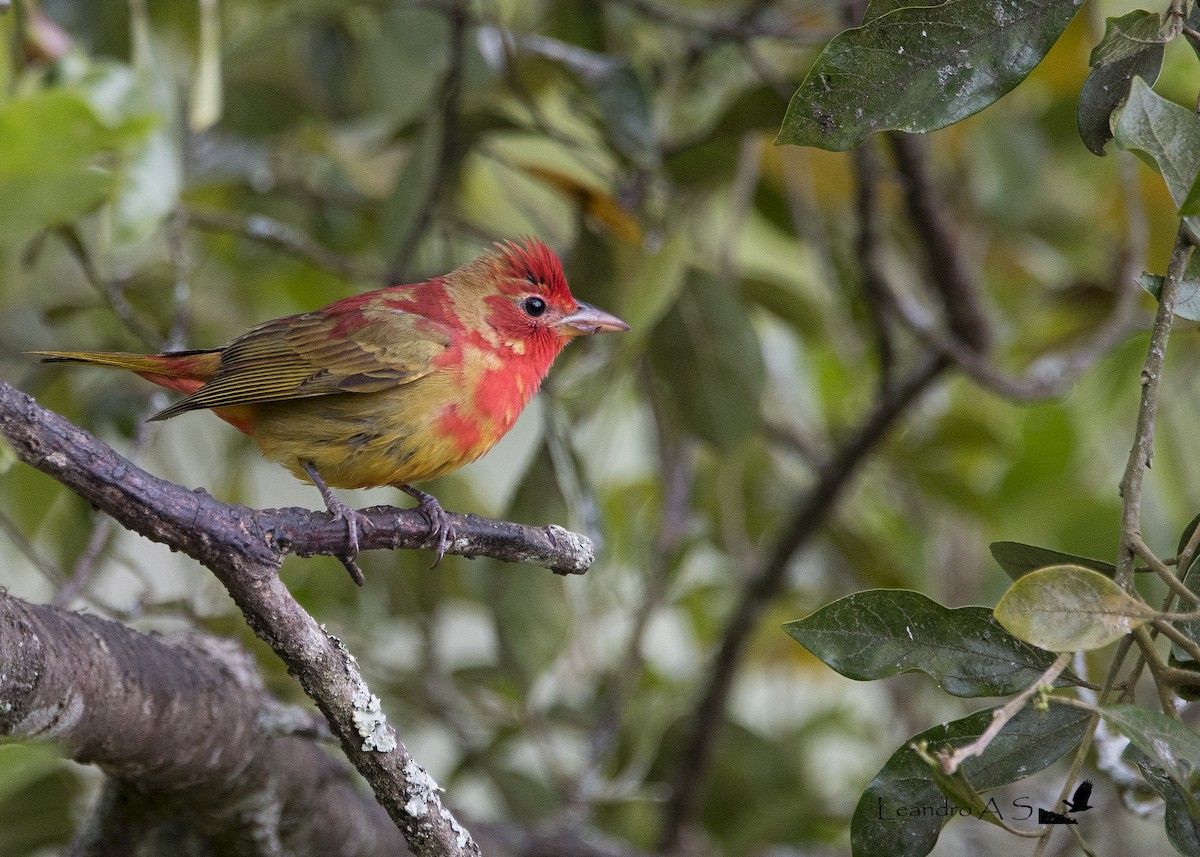 Summer Tanager - ML188622661