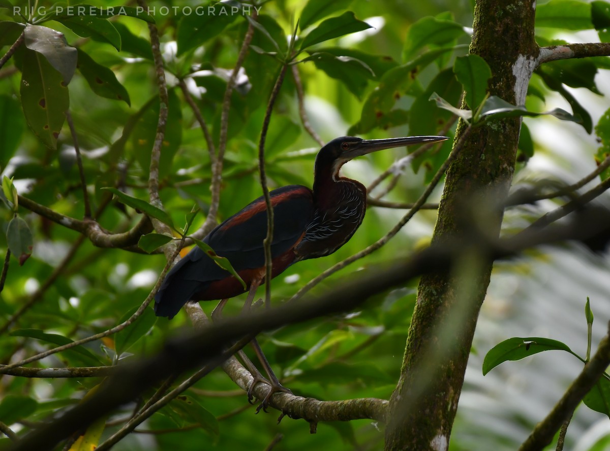 Agami Heron - Rigo Pereira